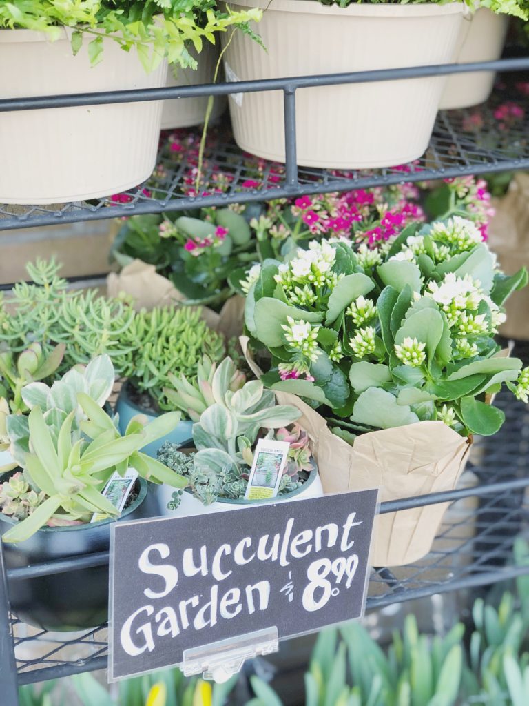 Succulents